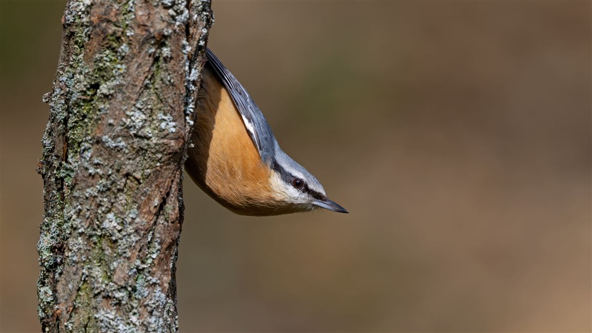 Eurasian Nuthatch