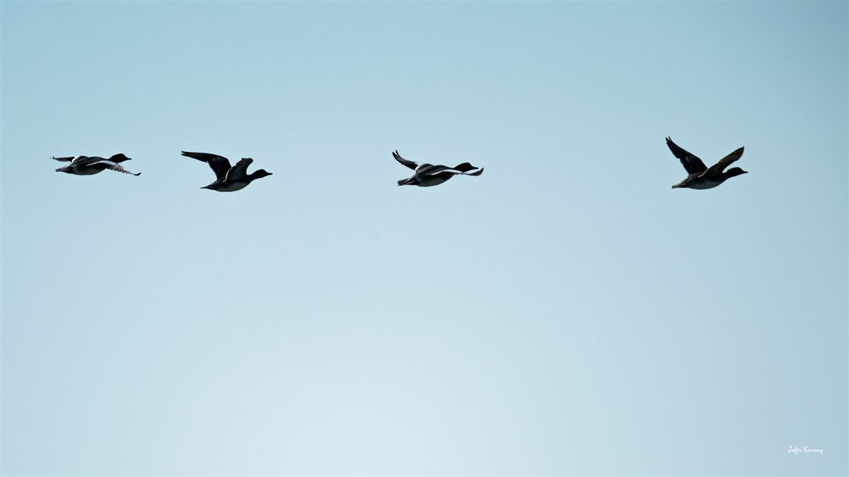 Eurasian Wigeon
