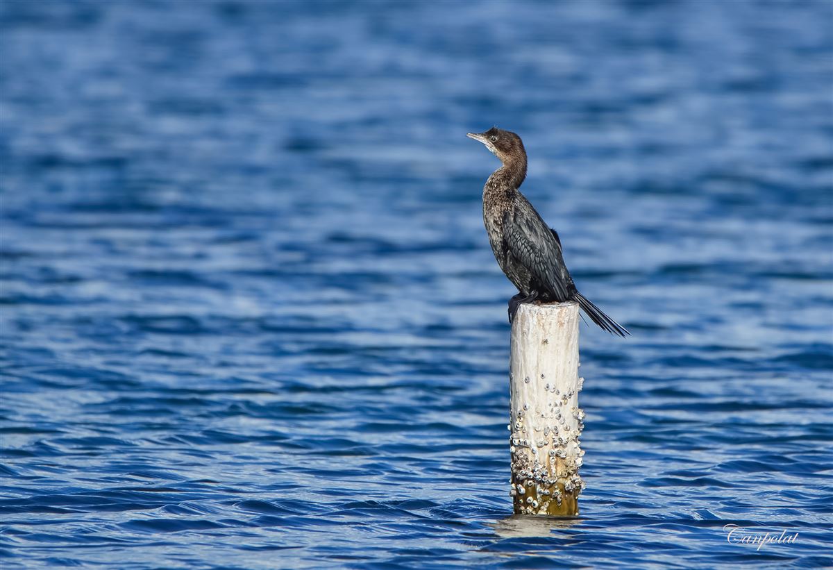 Pygmy Cormorant