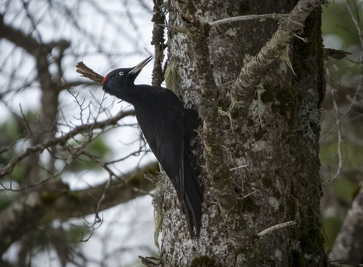 Black Woodpecker