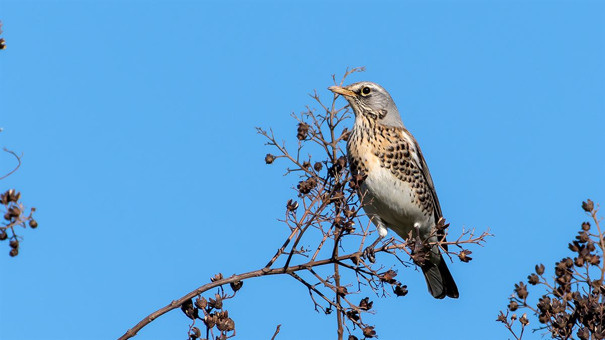 Fieldfare