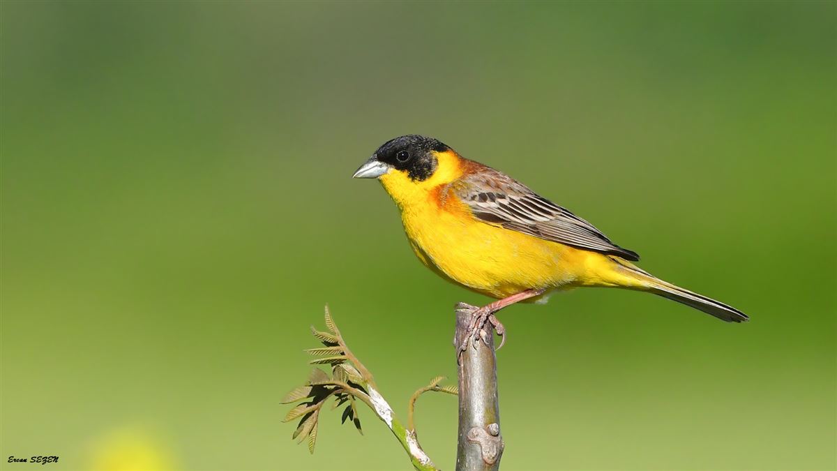 Black-headed Bunting