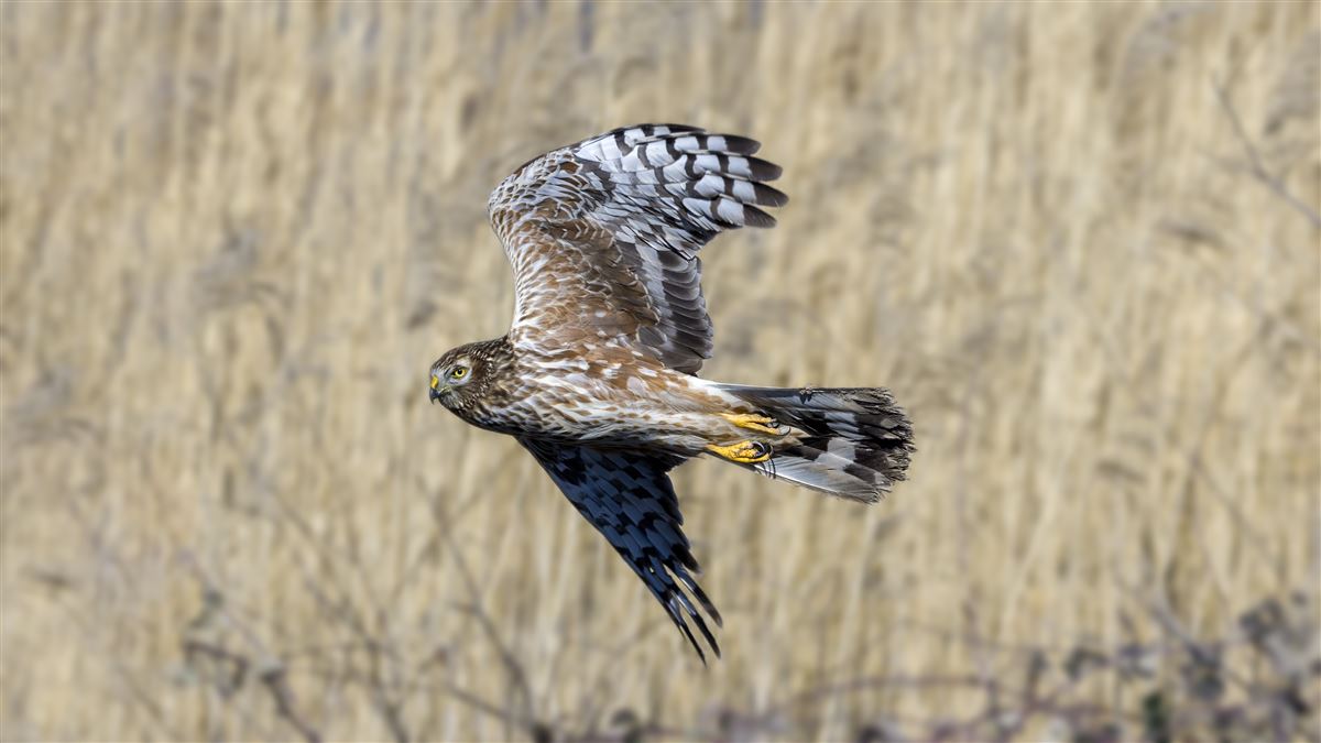 Hen Harrier