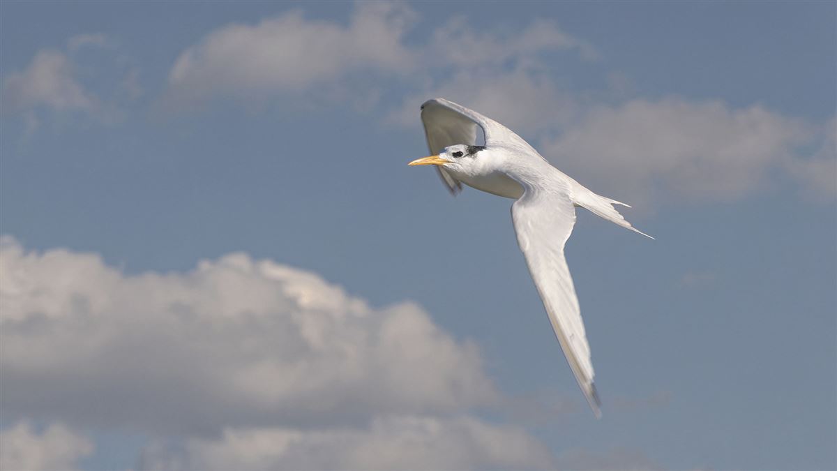 Lesser Crested Tern