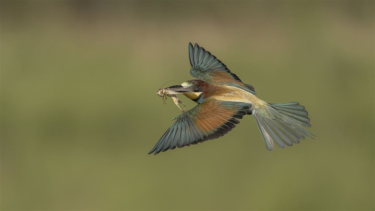 European Bee-eater