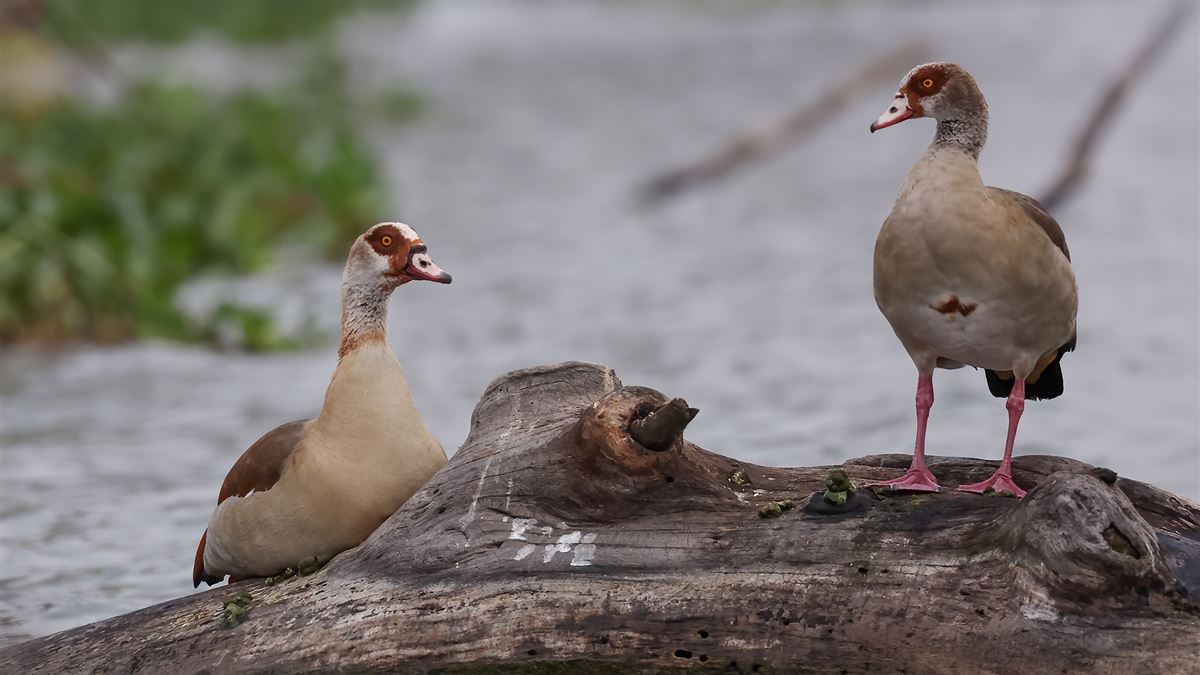 Egyptian Goose