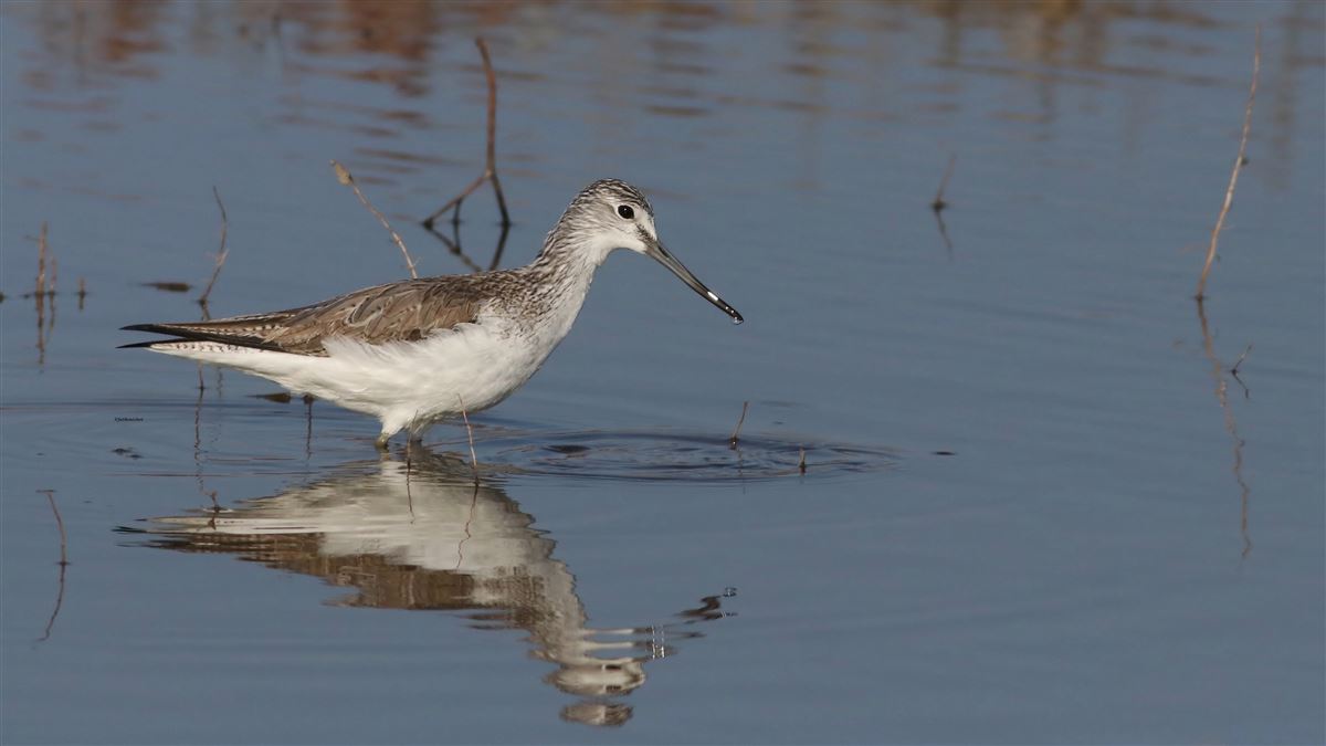 Common Greenshank