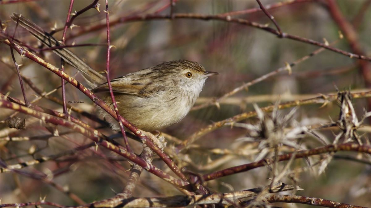 Delicate Prinia