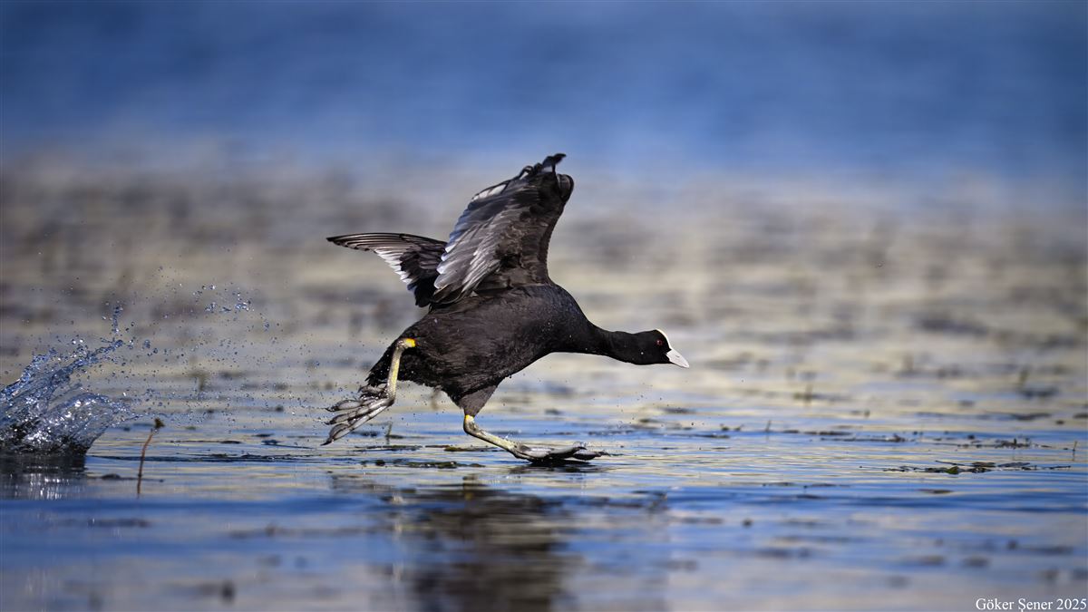 Eurasian Coot