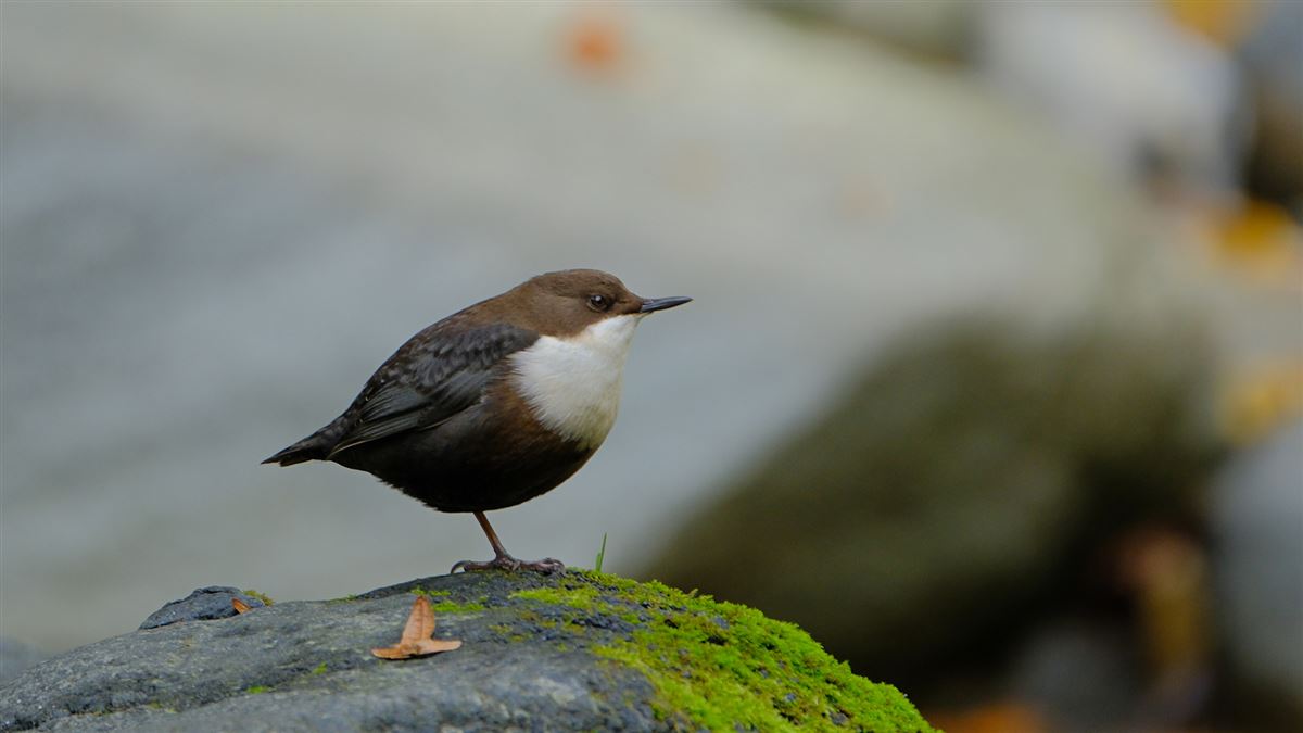 White-throated Dipper