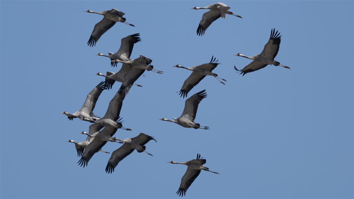 Common Crane