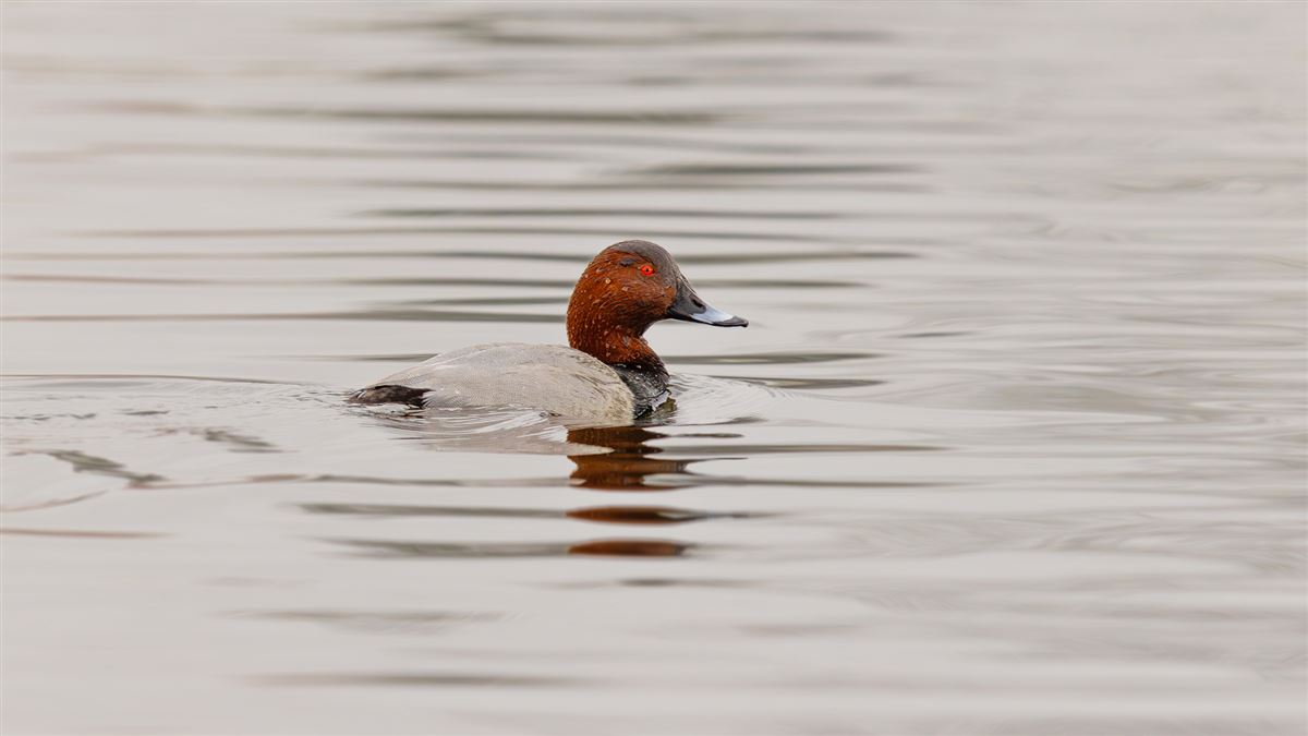 Common Pochard