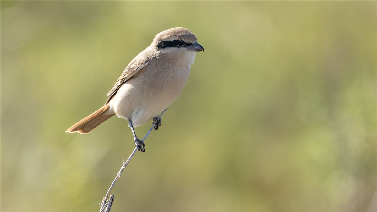 Isabelline Shrike