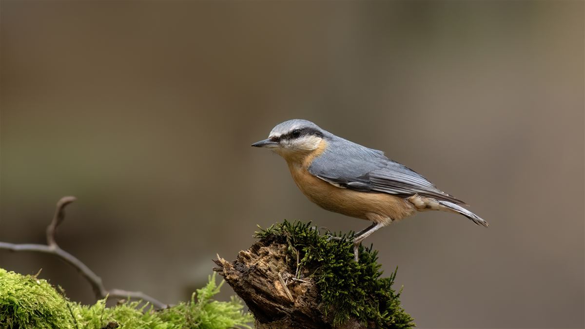 Eurasian Nuthatch