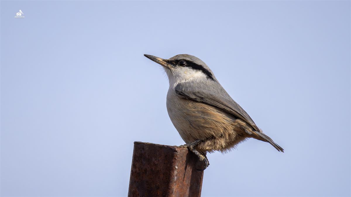 Western Rock Nuthatch