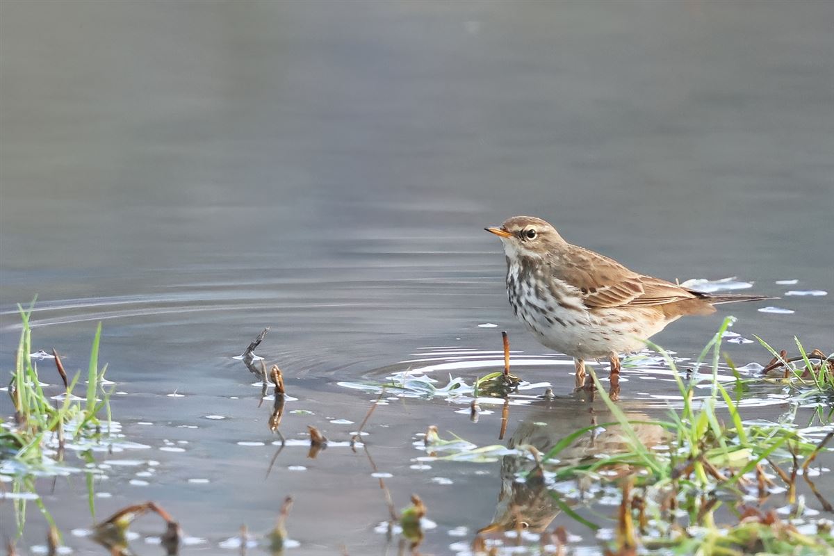 Water Pipit