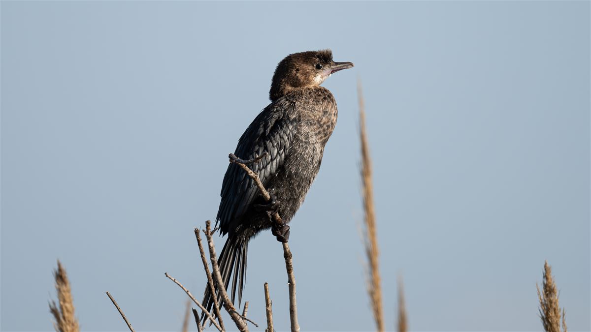 Pygmy Cormorant