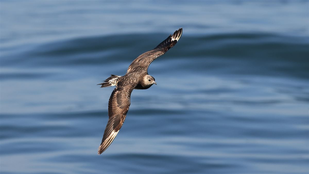 Parasitic Jaeger