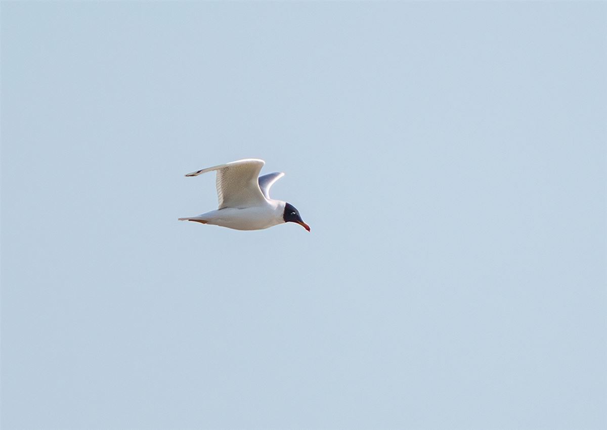 Pallas`s Gull