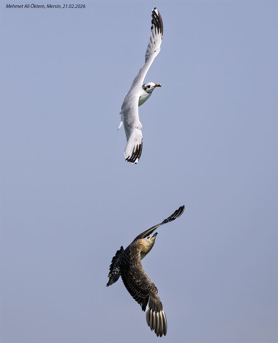 Parasitic Jaeger