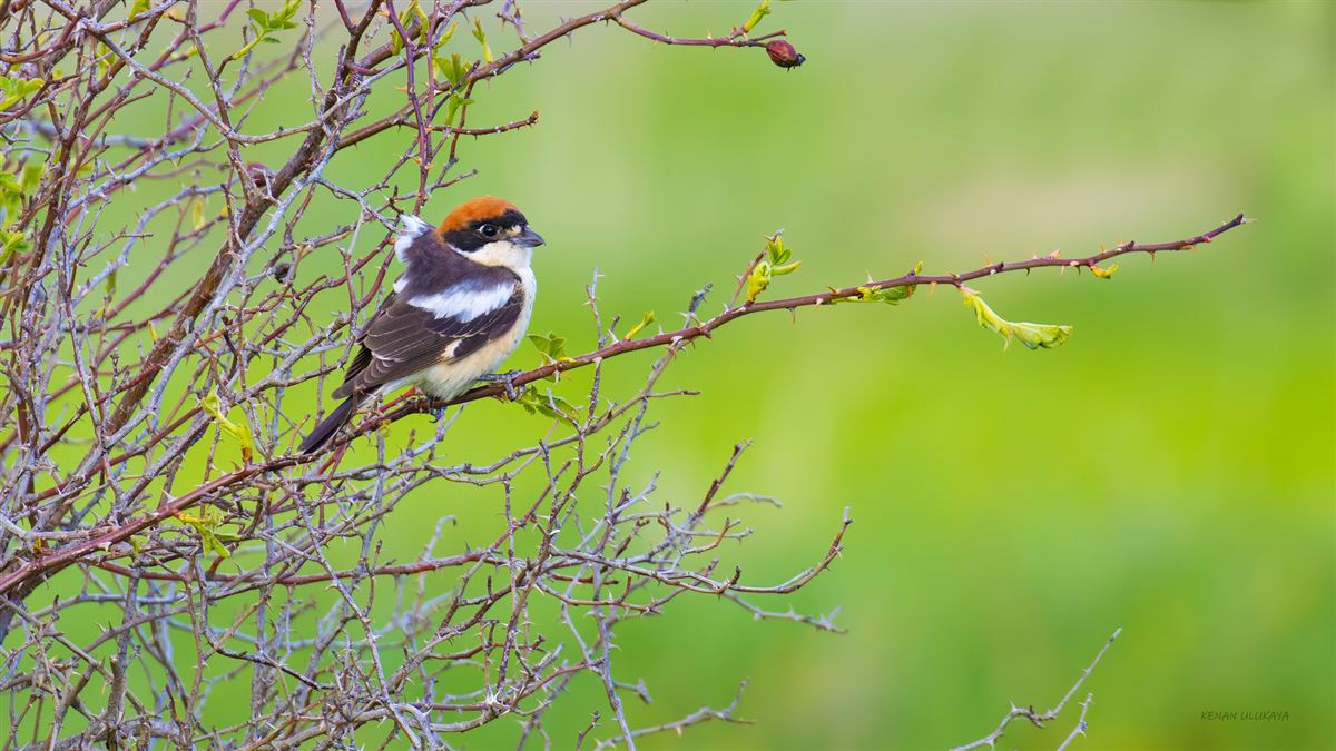 Woodchat Shrike