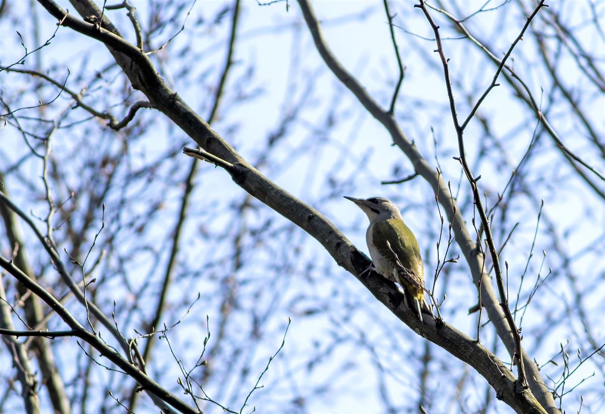 Grey-headed Woodpecker