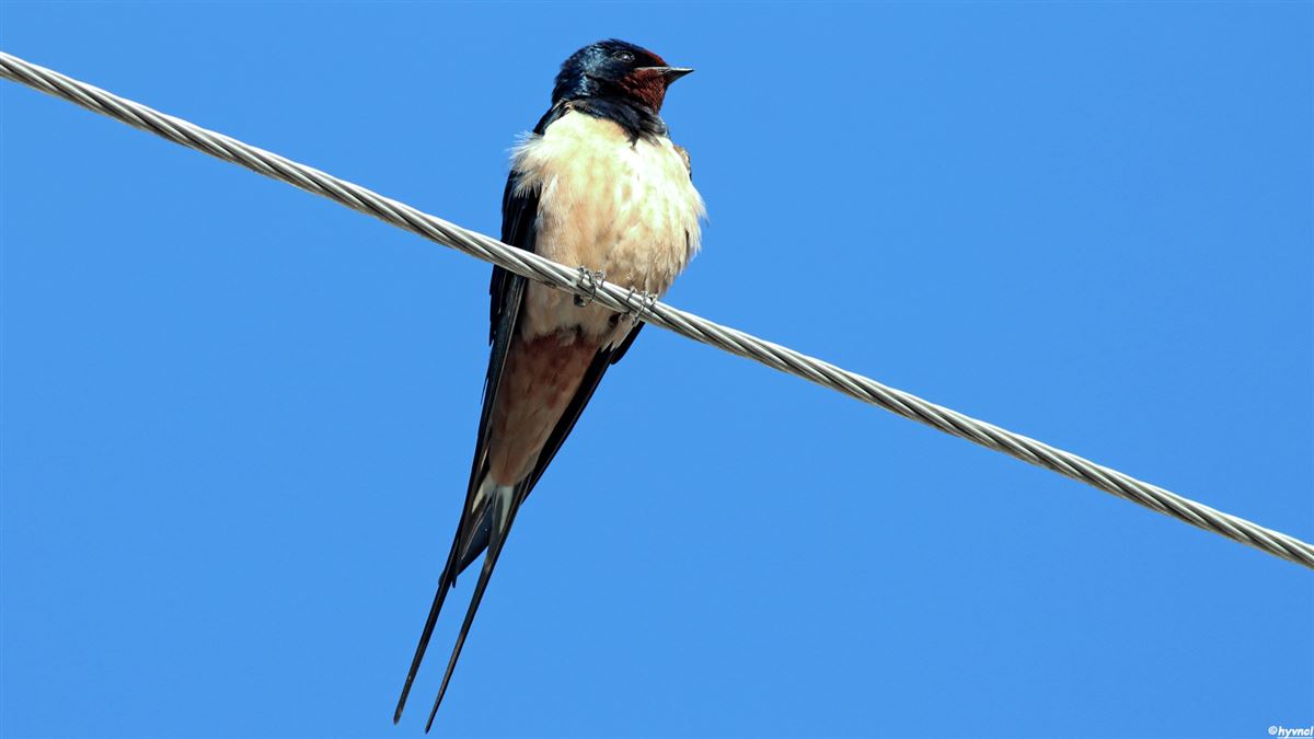 Barn Swallow