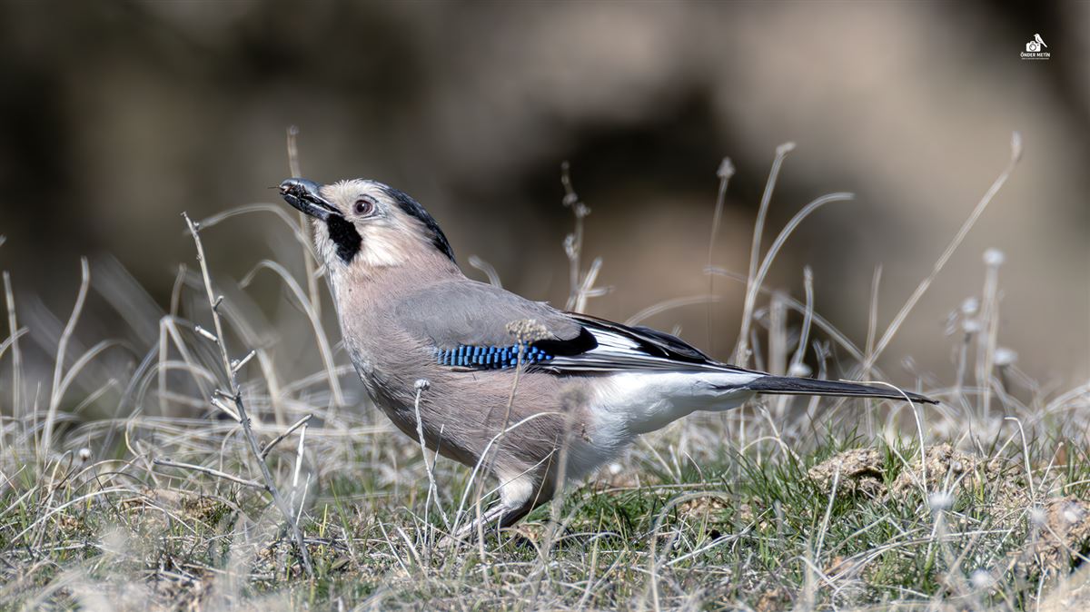 Eurasian Jay
