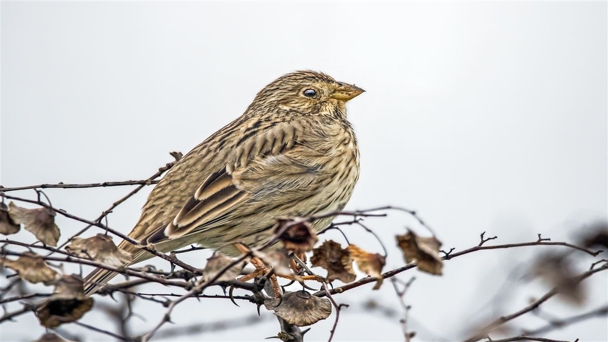Corn Bunting