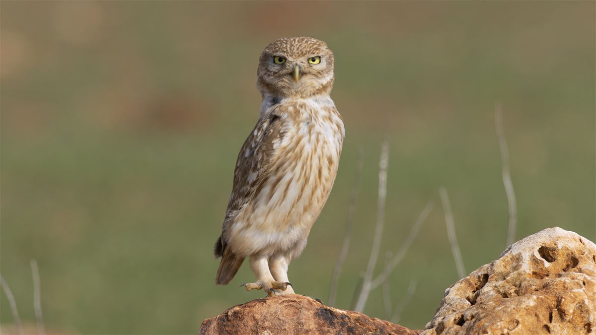 Little Owl