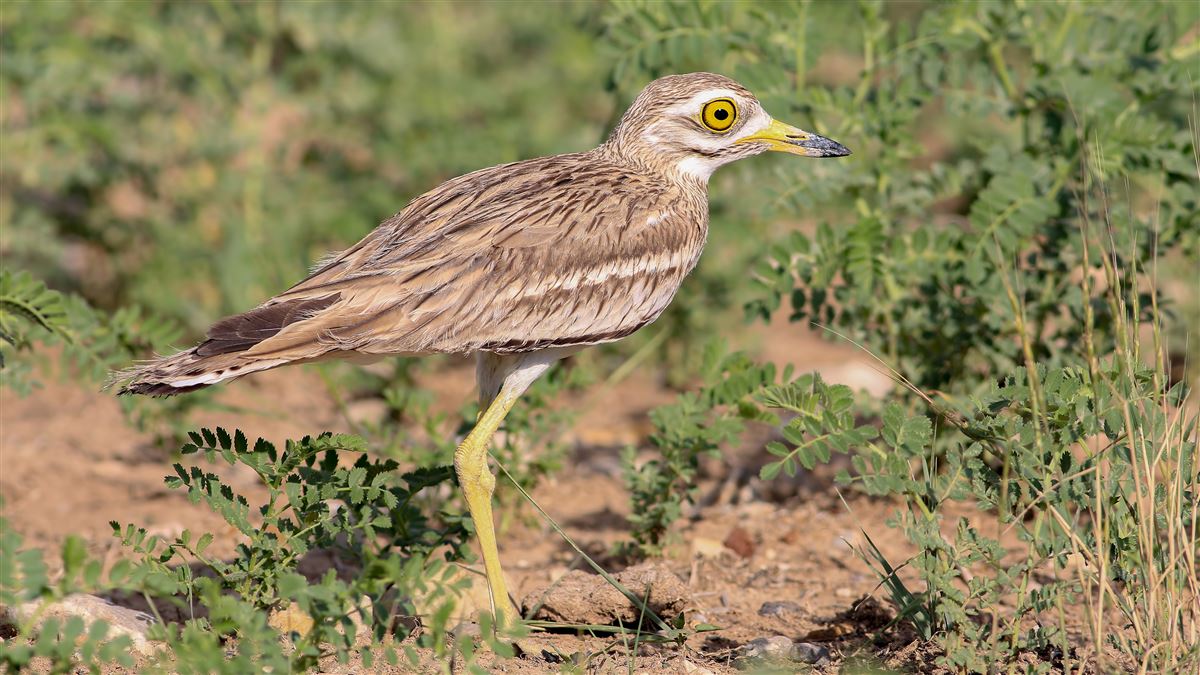 Eurasian Stone-curlew