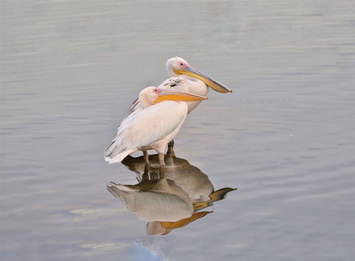 Great White Pelican