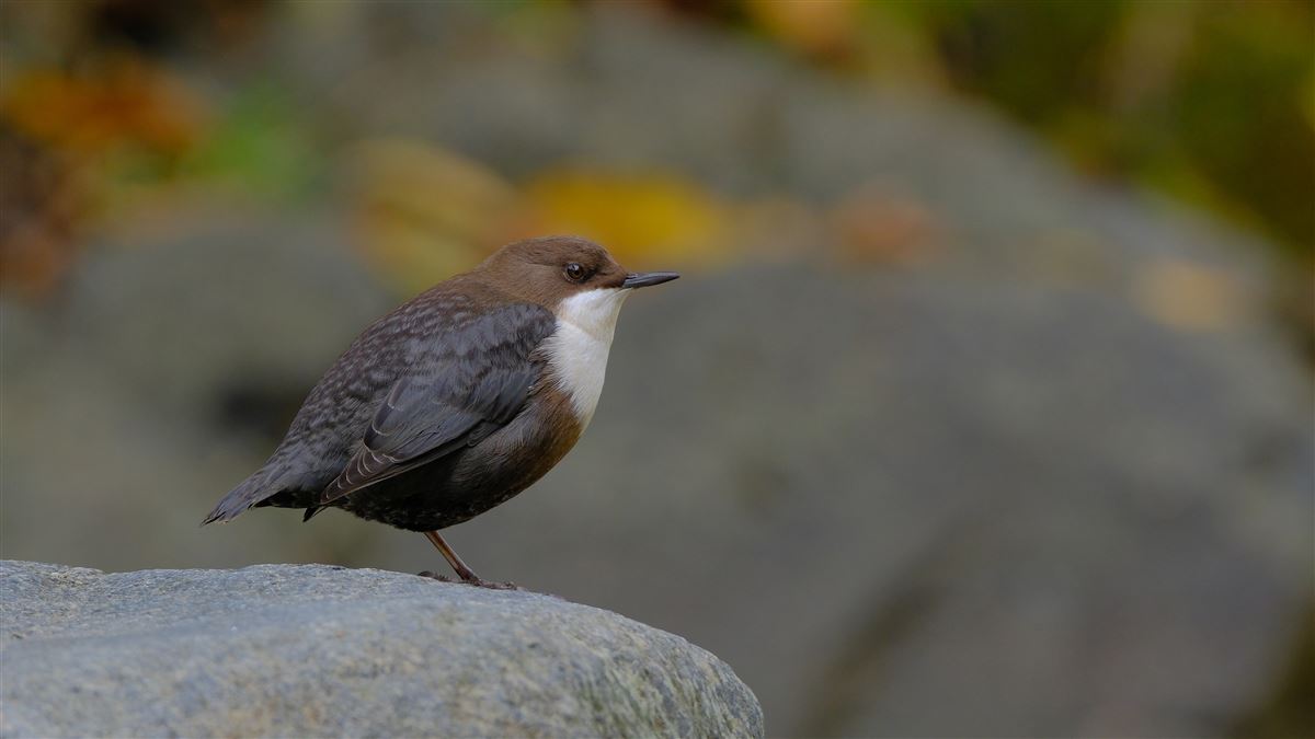 White-throated Dipper