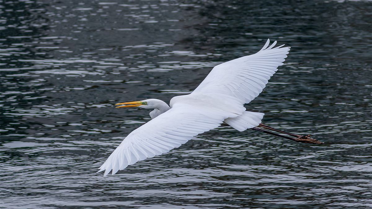 Great Egret