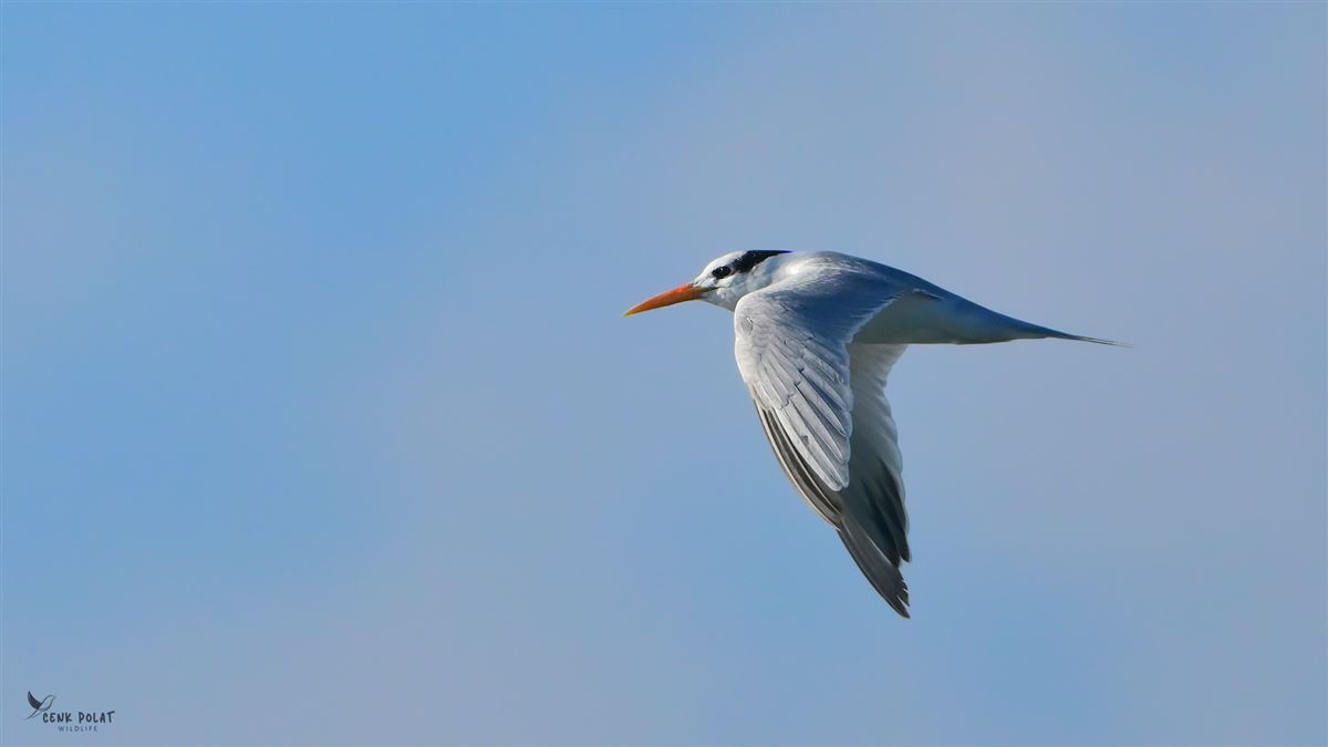 Lesser Crested Tern