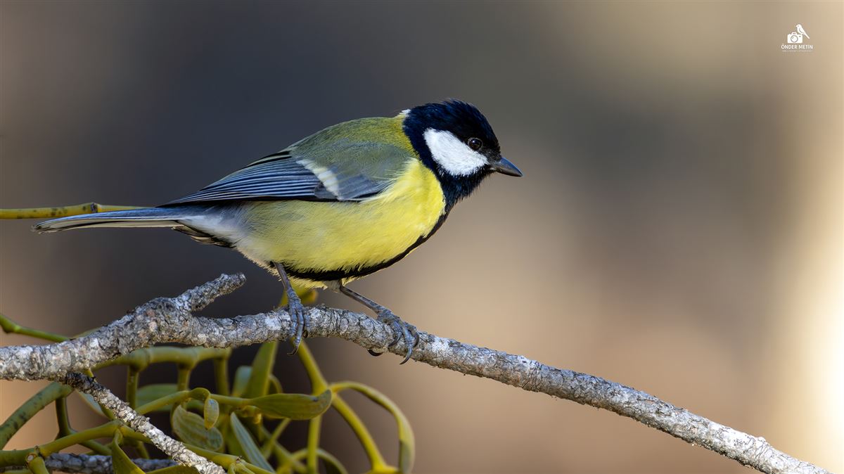 Great Tit