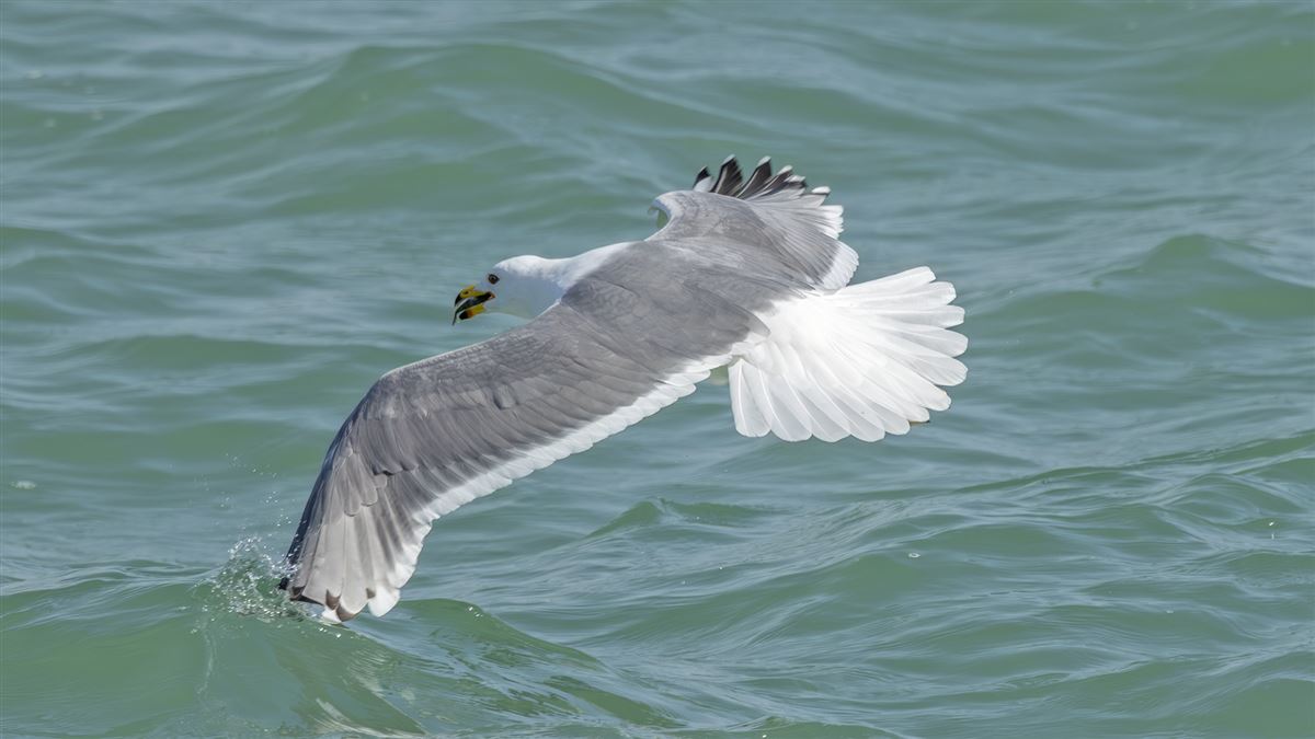 Armenian Gull