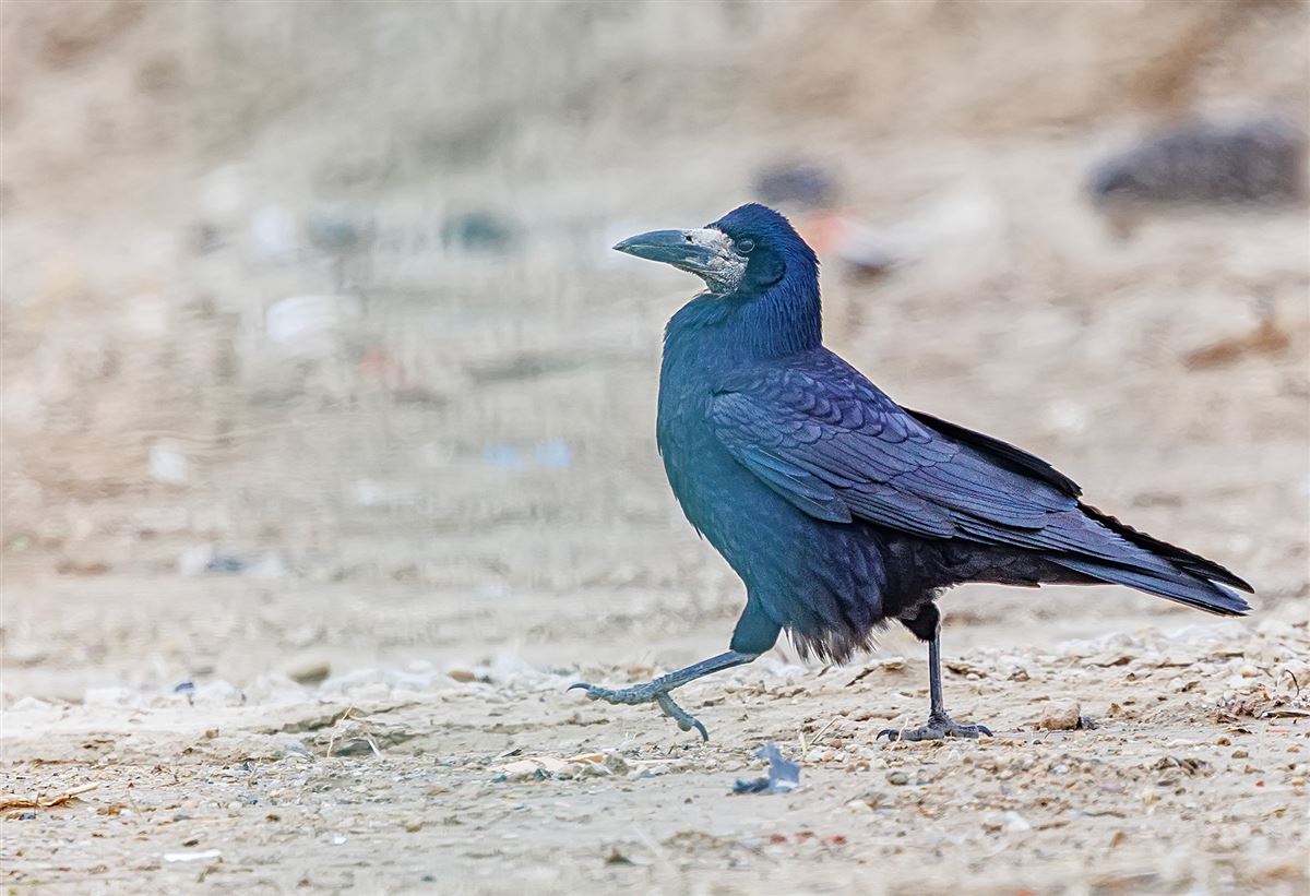 Rook