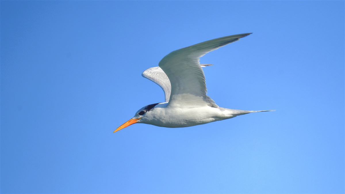 Lesser Crested Tern