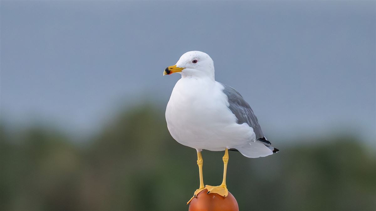 Armenian Gull