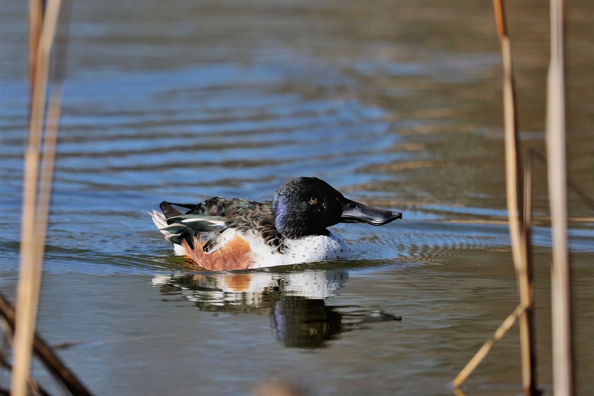 Northern Shoveler