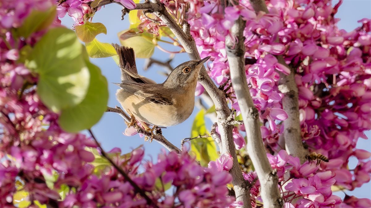 Subalpine Warbler