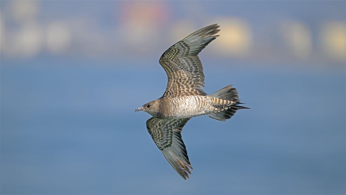 Parasitic Jaeger