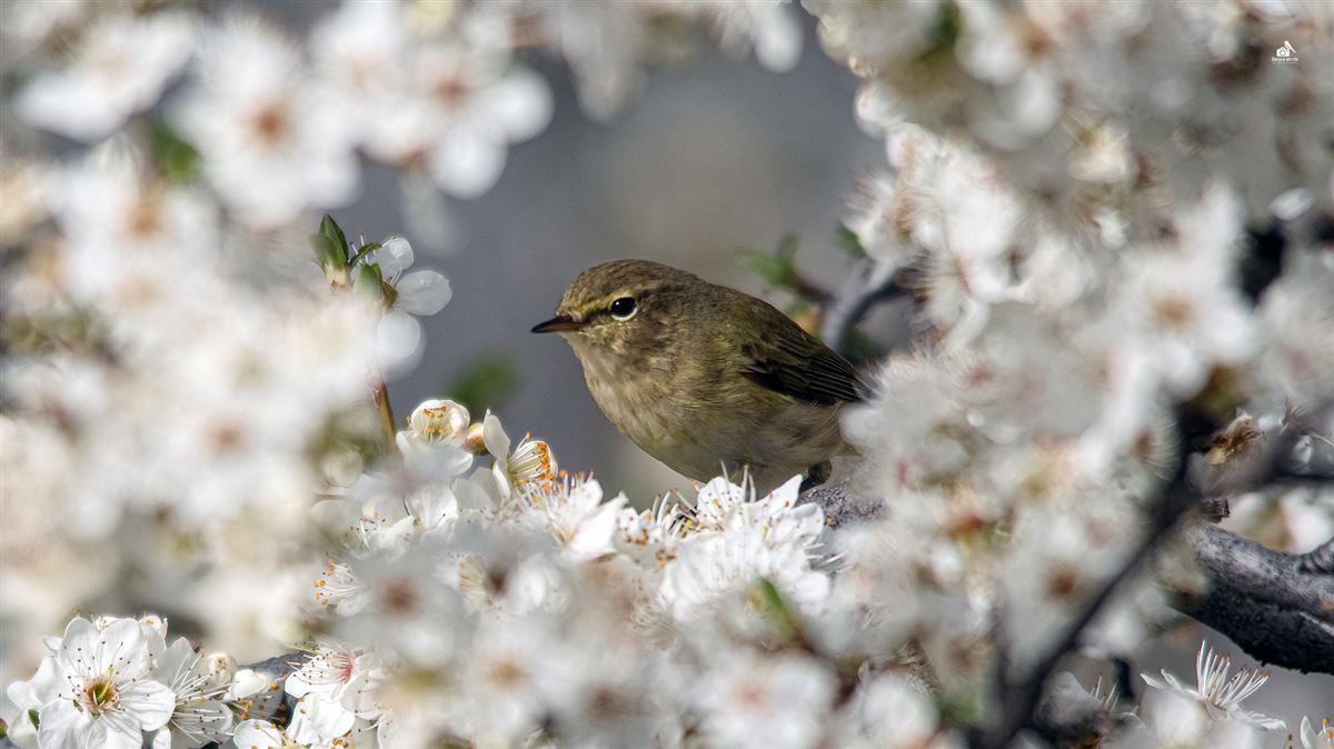 Common Chiffchaff