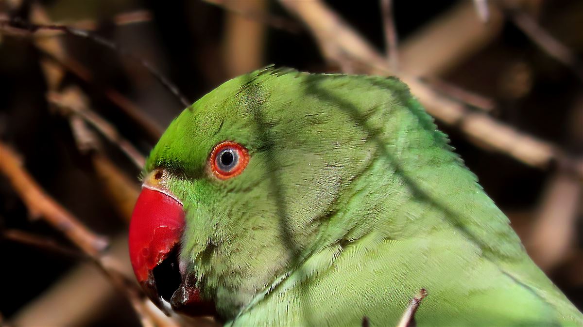 Rose-ringed Parakeet