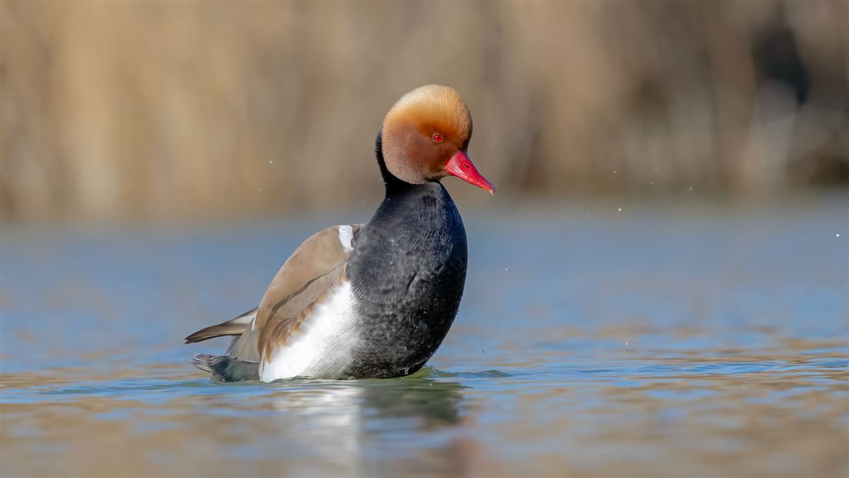 Red-crested Pochard