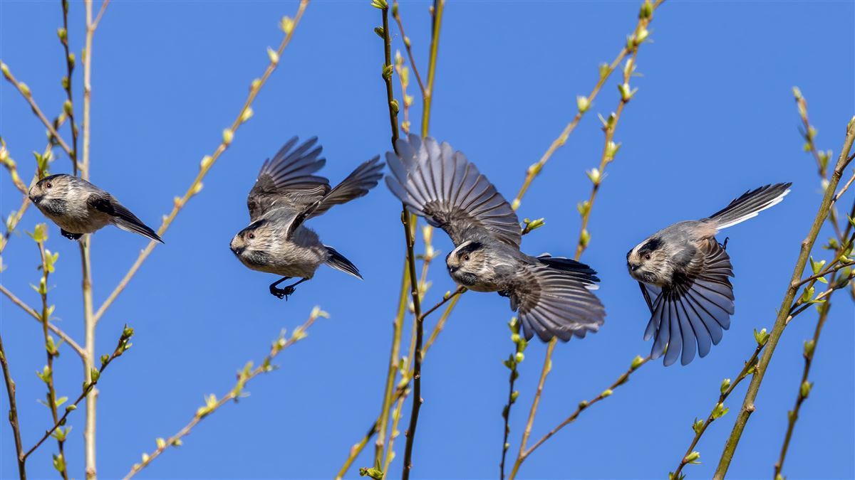 Long-tailed Tit