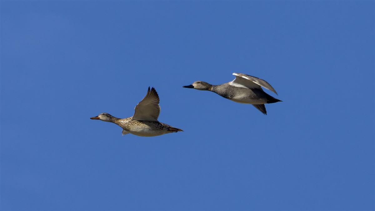 Gadwall