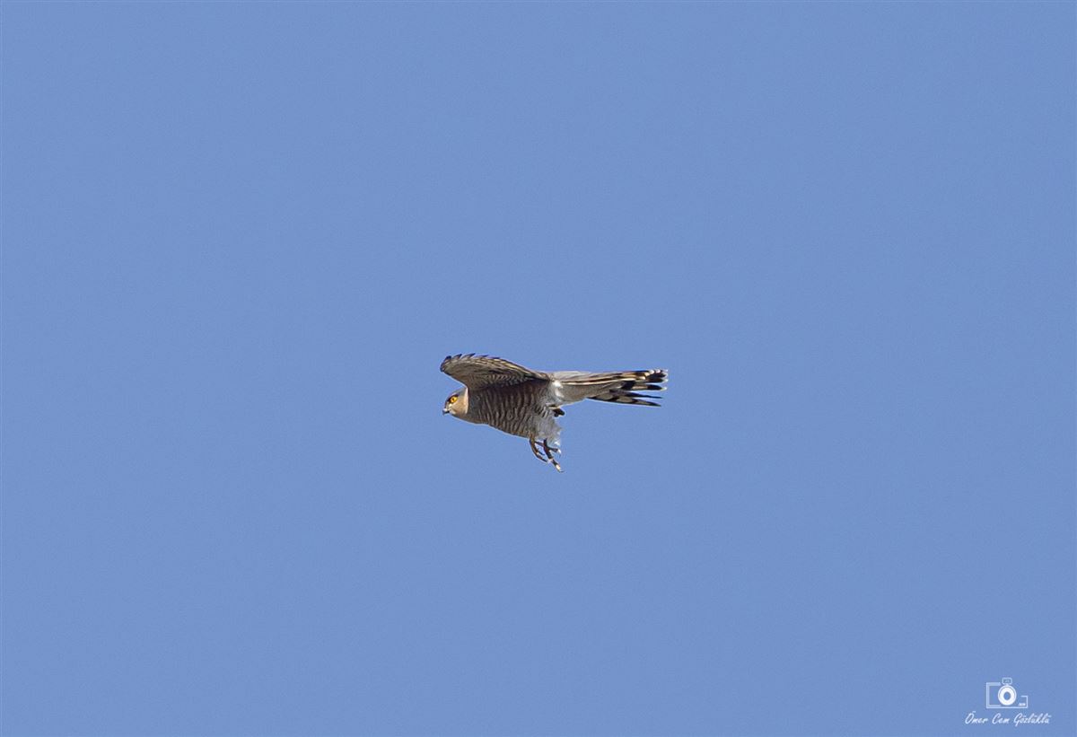 Eurasian Sparrowhawk