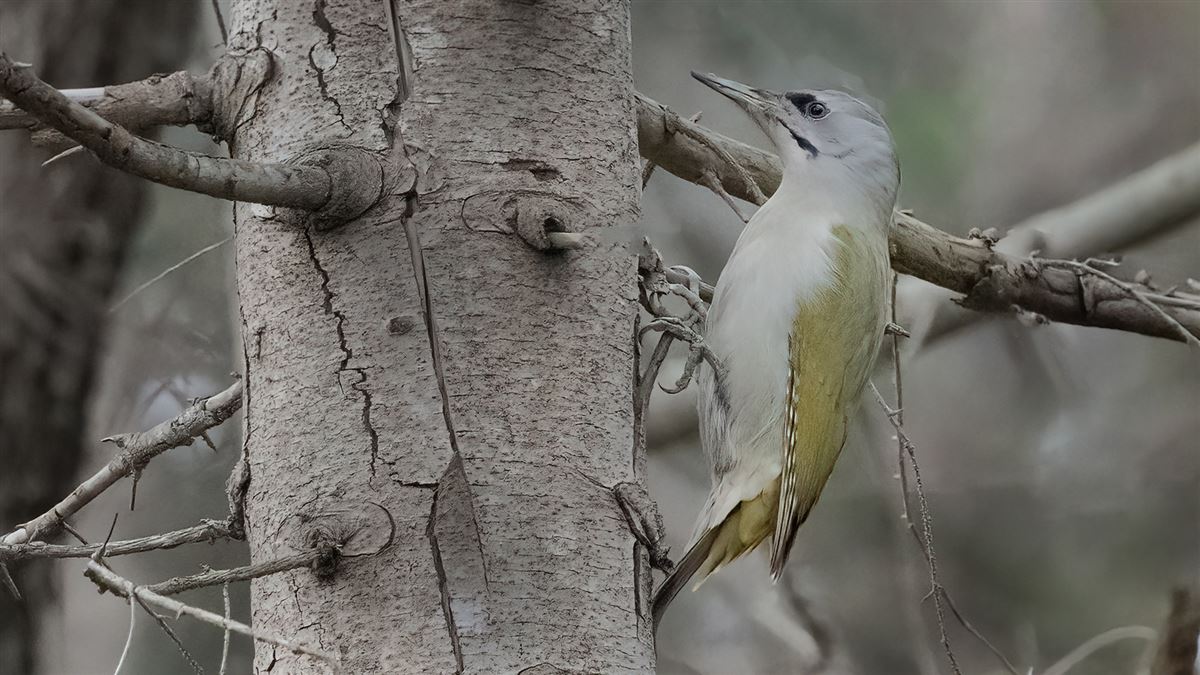 Grey-headed Woodpecker